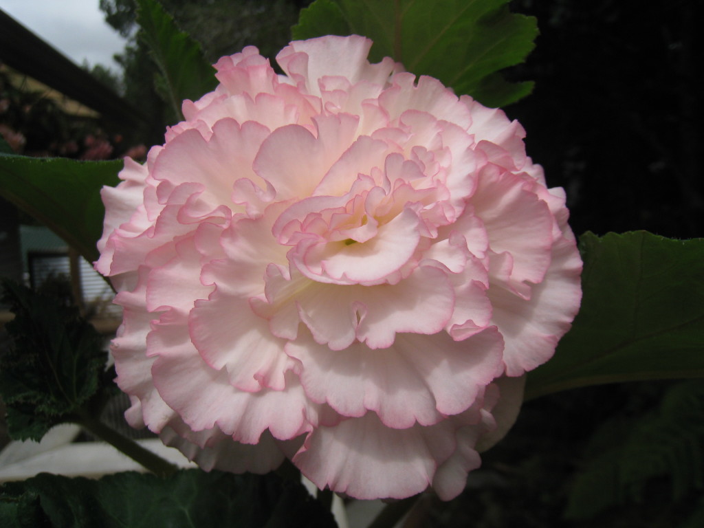 B. ‘Michelle’